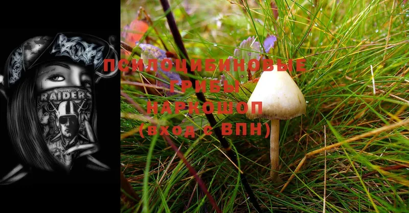 MEGA tor  даркнет сайт  Дрезна  Псилоцибиновые грибы Psilocybine cubensis 